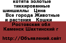 котята золотые тиккированные шиншиллы › Цена ­ 8 000 - Все города Животные и растения » Кошки   . Ростовская обл.,Каменск-Шахтинский г.